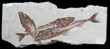 Three Large Overlapping Viper Fish (Eurypholis) - Lebanon #62828-1